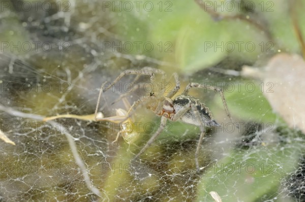 Common labyrinth spider (Agelena labyrinthica), female in web, Provence, South of France