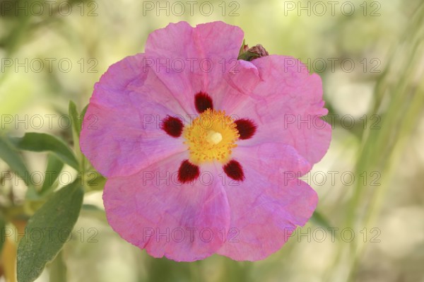 Pupur cistus (Cistus x purpureus), flower, ornamental plant, Provence, southern France