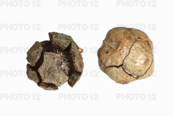 Mediterranean cypress or mediterranean cypress (Cupressus sempervirens), cones on a white