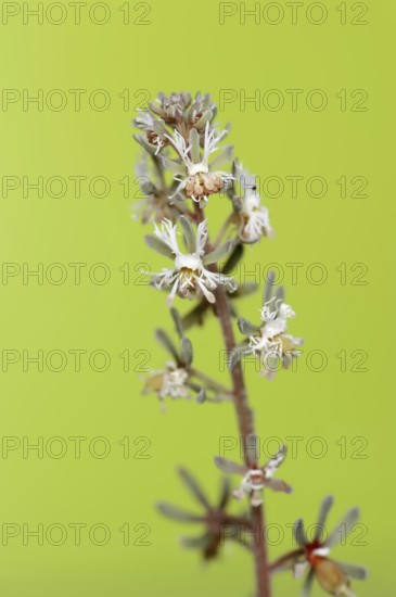 Small Reseda or corn mignonette (Reseda phyteuma), flowers, Provence, southern France