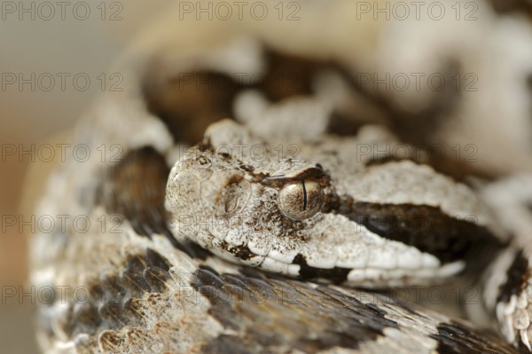 Asia Minor mountain viper or Turkish mountain viper (Montivipera xanthina, Vipera xanthina),