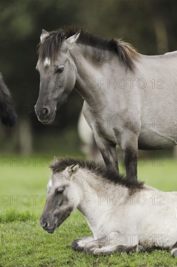Dülmener Wildpferd, mare with foal, Merfelder Bruch, Dülmen, North Rhine-Westphalia, Germany,