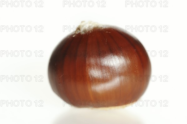 Sweet chestnut or sweet chestnut (Castanea sativa), fruit, chestnut on a white background