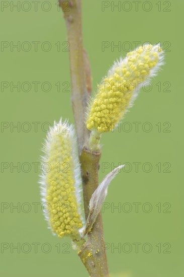 White willow (Salix alba), male flowers in spring, willow catkins, North Rhine-Westphalia, Germany,