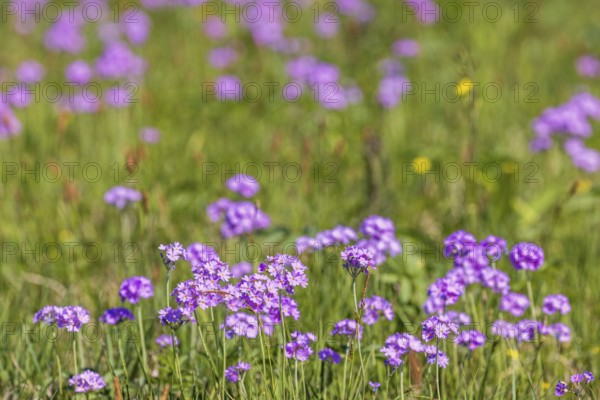 Bird's-eye primrose (Primula farinosa) in bloom on a meadow