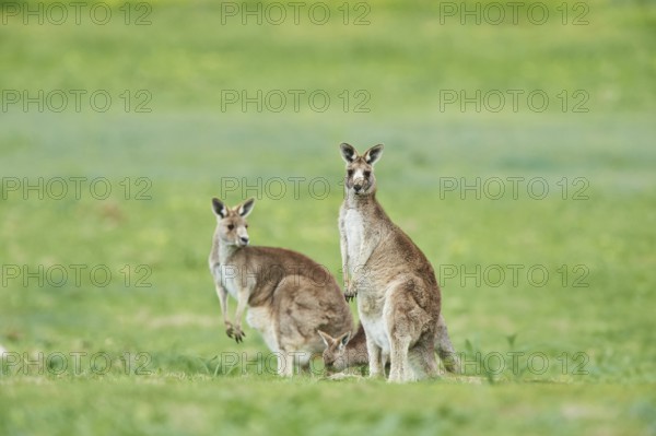 Close-up of eastern grey kangaroos (Macropus giganteus) wildlife on a meadow in Australia
