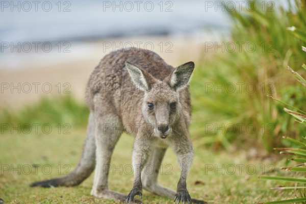 Close-up of an eastern grey kangaroo (Macropus giganteus) wildlife on a meadow in Australia