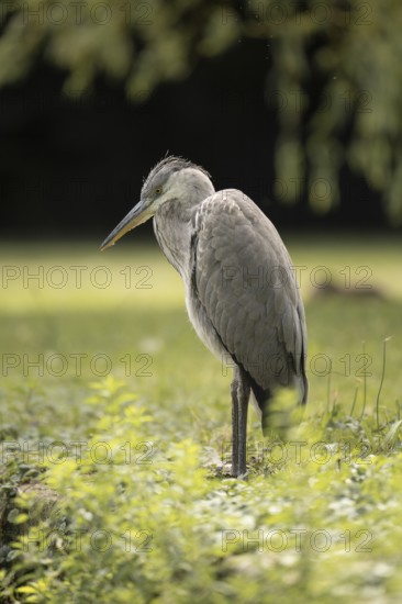 Grey heron (Ardea cinerea), standing, looking diagonally downwards, profile view, close-up, grass,