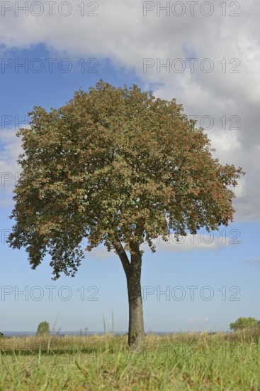 Deciduous tree, rowan (Sorbus aria) with fruit, solitary tree, blue cloudy sky, North