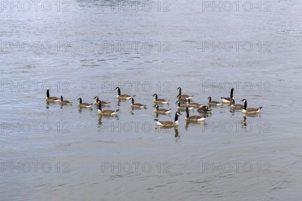 Canada geese (Branta canadensis), group, Baden-Württemberg, Germany, Europe