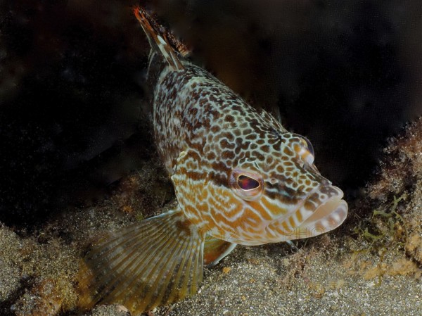 Fish with a unique pattern, scribefish (Serranus scriba), close-up underwater. Dive site El Cabron