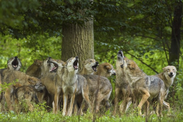 Wolf (Canis lupus), wolf pack standing and howling in a green forest area, summer, Germany, Europe