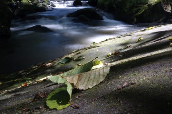 River Wesenitz, Liebethaler Grund, part of the Malerweg, summer, Saxon Switzerland, Saxony,