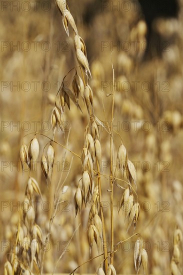 Oats, July, Germany, Europe