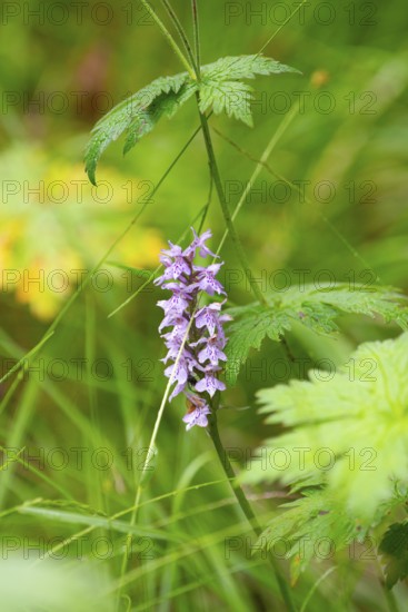 Moorland spotted orchid (Dactylorhiza maculata), nature photograph, close-up, vertical format,