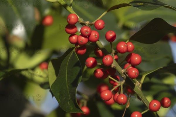 European holly (Ilex aquifolium) tree red berries on a branch in the autumn, Suffolk, England,