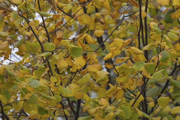 Common hazel (Corylus avellana) tree with yellow leaves in the autumn, Suffolk, England, United