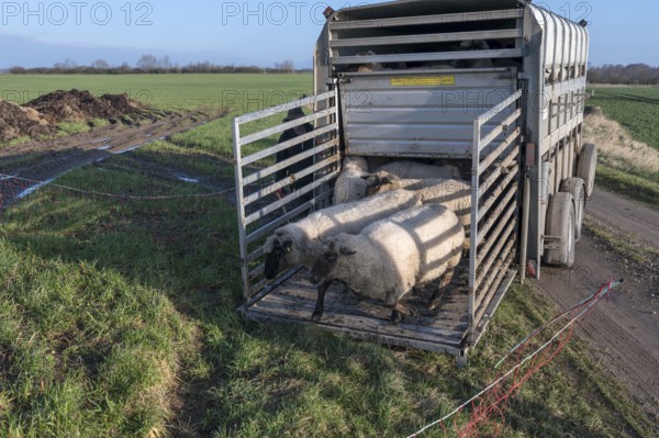 Black-headed domestic sheep (Ovis gmelini aries) run from the trailer to the pasture,