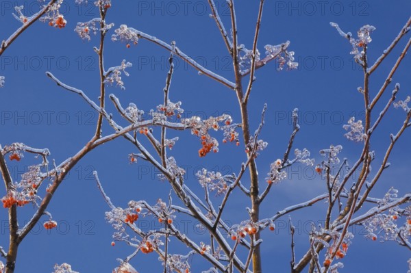 Close-up of Sorbus americana, American Mountain Ash tree branches with ice covered orange red