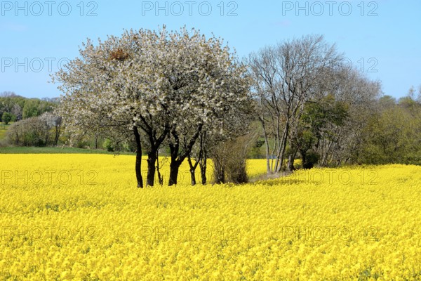 Flowering hawthorn trees in rapeseed field at Stenberget, Skurup municipality, Scania, Sweden,