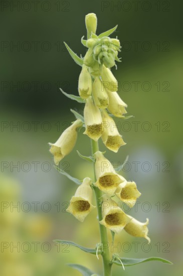 Large-flowered foxglove (Digitalis grandiflora, Digitalis ambigua), flowering, Bavaria, Germany,