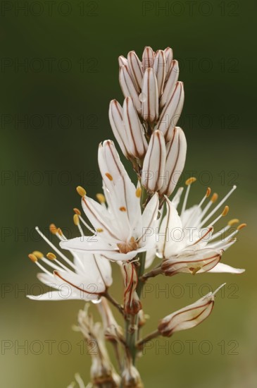 Asphodelus ramosus (Asphodelus ramosus), flowers, Provence, France, Europe