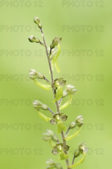 Large bifolium (Neottia ovata, Listera ovata), flowering, North Rhine-Westphalia, Germany, Europe