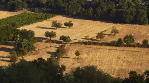Olive trees and sheep in sunny fields in summer, Askifou Plateau, Askifou, Sfakia, West Crete,