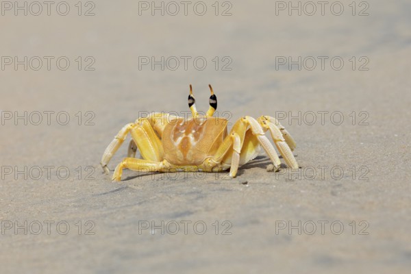 Horn-eyed Ghost crab (Ocypode brevicornis) at Marari Beach or beach, Mararikulam, Alappuzha