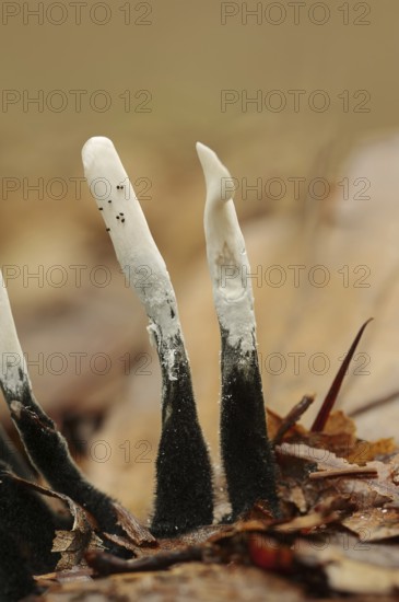 Candlestick fungus (Xylaria hypoxylon), North Rhine-Westphalia, Germany, Europe