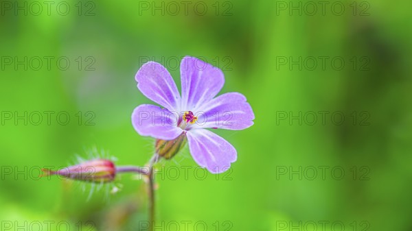 Ruprechtskraut (Geranium robertianum), stinking cranesbill, close-up, nature photograph, landscape