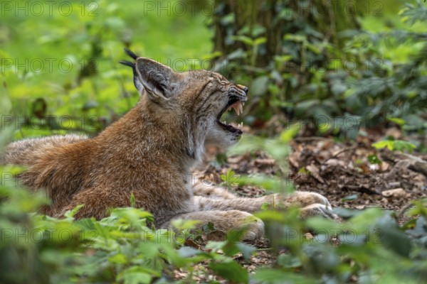 Sleepy Eurasian lynx (Lynx lynx) yawning and showing large fangs, canines in thicket of forest
