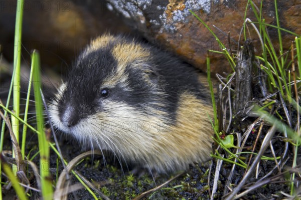 Norway lemming (Lemmus lemmus) leaving burrow under rock on the tundra, Lapland, Sweden, Europe