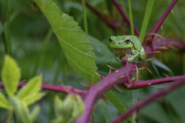 European tree frog (Hyla arborea, Rana arborea) sunning on prickly stem of bramble bush in spring,
