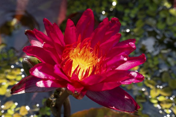 Hardy water lily (Nymphaea), Sangria, flowering, North Rhine-Westphalia, Germany, Europe