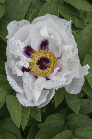 Shrub peony (Paeonia suffruticosa Dojean), Emsland, Lower Saxony, Germany, Europe