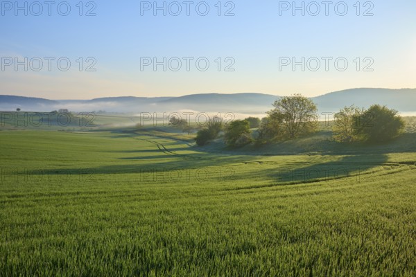 Morning landscape with meadows and trees in the fog, sunrise behind hills, Mönchberg, Miltenberg,