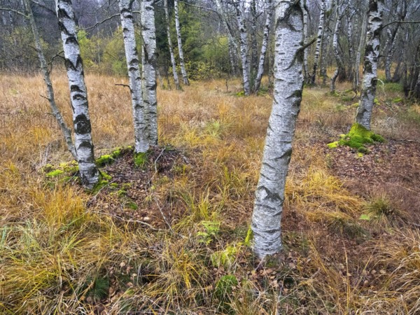 Moor Birch tree stems, (Betuls pubescens) with surounding autumn colour, in the Rhön UNESCO
