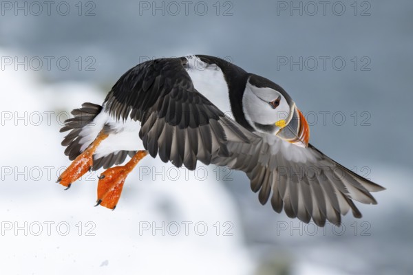 Puffin (Fratercula arctica) in flight, Hornoya Island, Hornøya, Vardø, Varanger Peninsula, Troms og