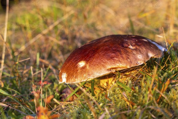 Porcini mushroom (Boletus) on the forest floor