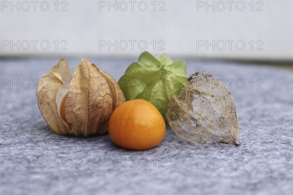 Bladder cherry (phyalis), husk, calyx, cape gooseberry, fruit, ripening period, The fruit of the