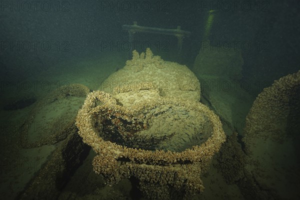 Rusted ship metal, with shells, quagga triangle mussel (Dreissena rostriformis bugensis), invasive