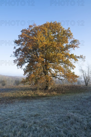 English oak (Quercus robur), solitary tree in a meadow, in autumn with yellow discoloured leaves,