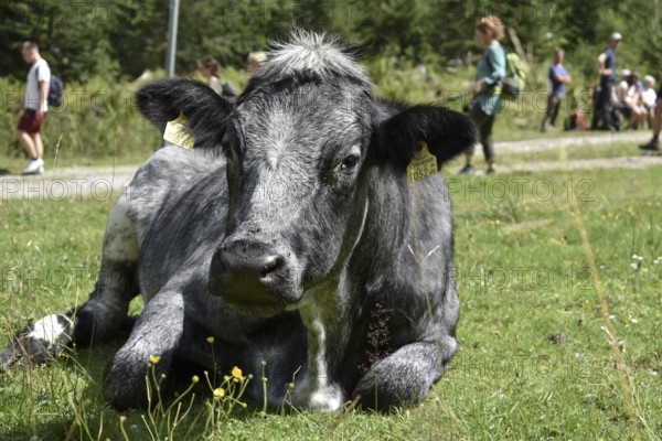 A black cow on the mountain pasture with hikers at the Styrian Lake Constance, Schladminger Tauern,