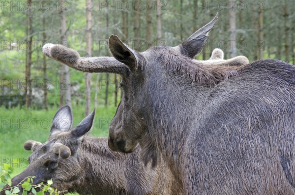 Two moose in a summery forest environment, moose farm, Dalsland, Sweden, Europe