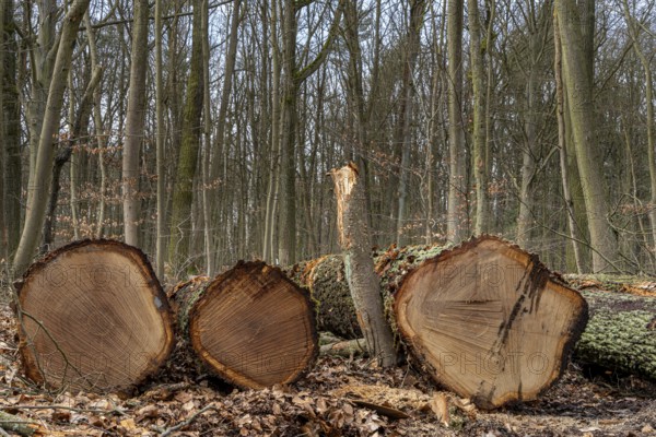 Detailed photo, forestry and clearing in the forest, Berlin, Germany, Europe
