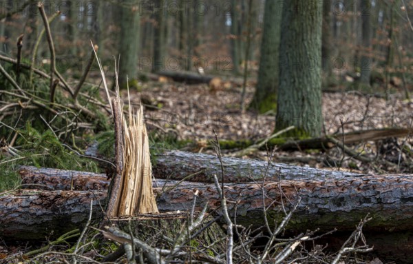 Detailed photo, forestry and clearing in the forest, Berlin, Germany, Europe