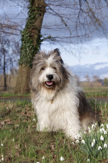 Dog (Canis lupus familaris), Pet, Elo, Breed, Landscape, Spring, Germany, The adult large Elo sits