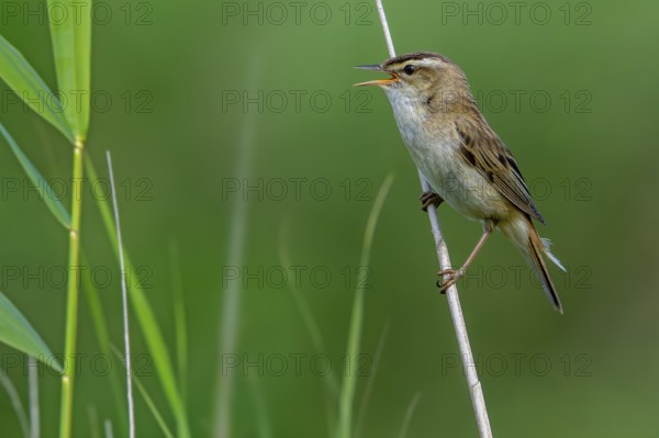Sedge warbler (Acrocephalus schoenobaenus, Motacilla schoenobaenus) calling from reed stem in