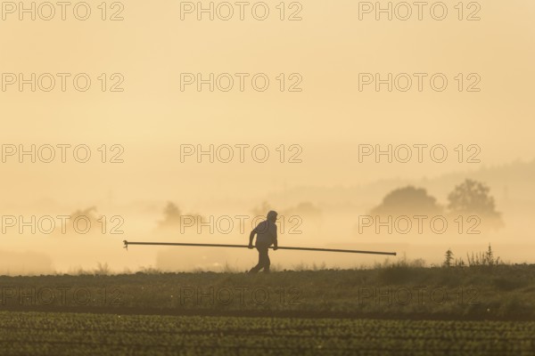 Symbolic image, climate change, global warming, a vegetable farmer lays irrigation pipes in a field